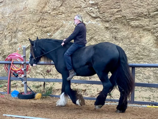 la monte sans mors sur un cheval de 800 kilo, il cela ne fonctionnera jamais....
je demande à voir......
