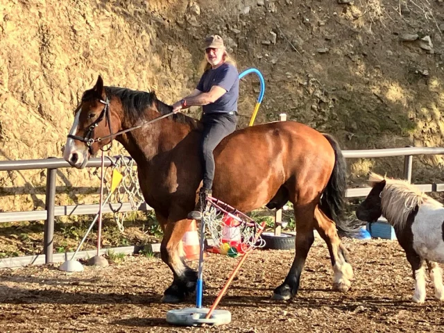 après le shire de 800 kilo.
le cob normand de 800  kilo, monté en mors à pompe à passage de langue .
après une semaine de travail
youpi
mais tu es inconscient de communiquer avec un filet sans mors...
vive la légèreté
une autre relation, une autre équitation